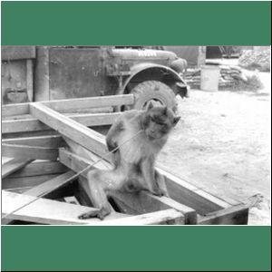 1967-rvn-duc-pho-monkey-on-trusses.jpg